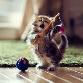 Create meme: cat, kitten playing