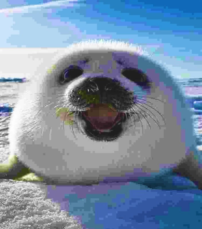 Create meme: seal belek, cute seal, seals
