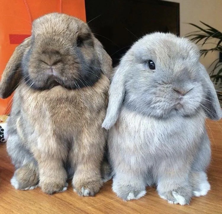 Создать мем: большие домашние кролики, кролик вислоухий баран и минилоп, кролик карликовый