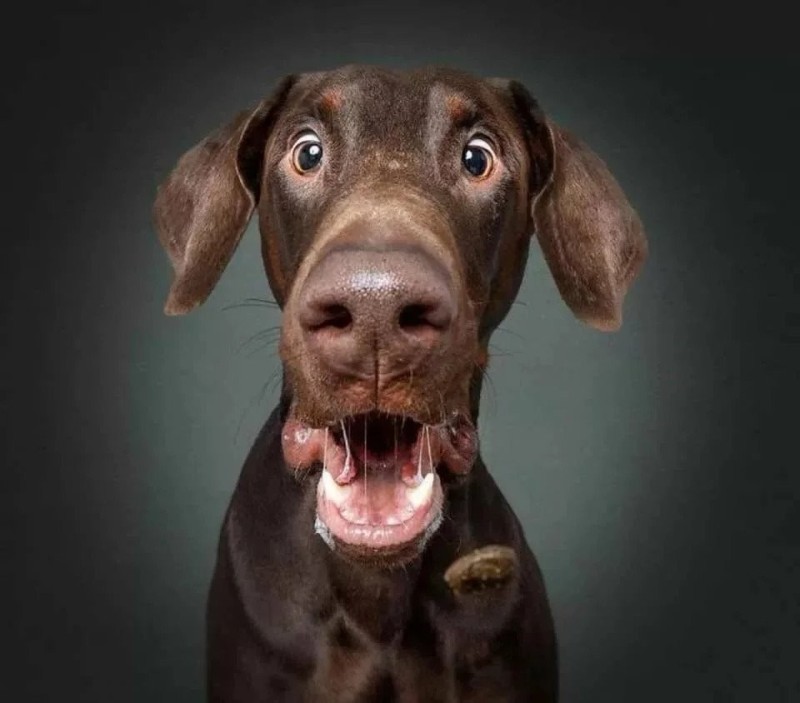Create meme: funny dog, funny dogs, surprised dog