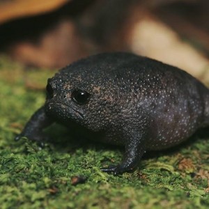 Create meme: sullen frog, breviceps fuscus, sad black toad
