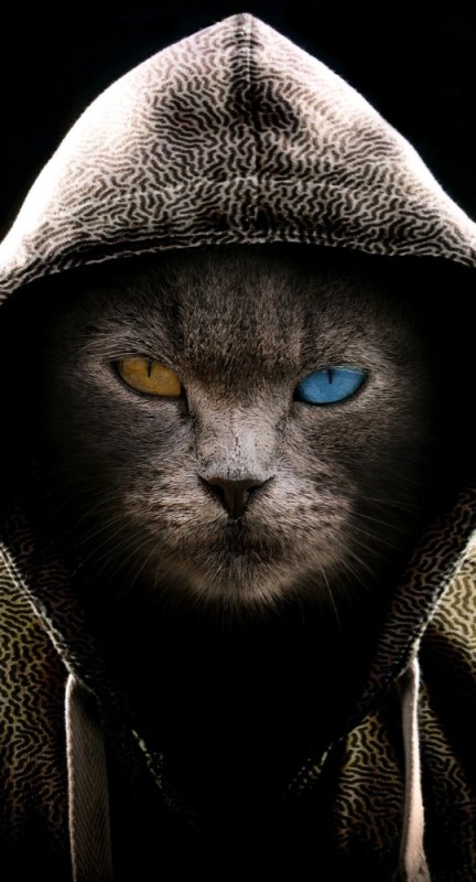 Create meme: the cat in the hood, a cat in a hood, a kitten in a hood