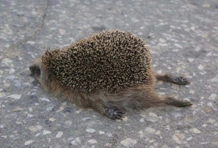 Create meme: the tired hedgehog, tired hedgehog, Hedgehog lie in the direction