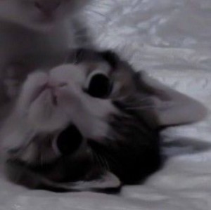 Create meme: cute kittens, adorable kittens, cats kittens
