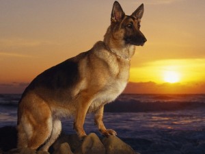 Create meme: short German shepherd, German shepherd breed, dog German shepherd