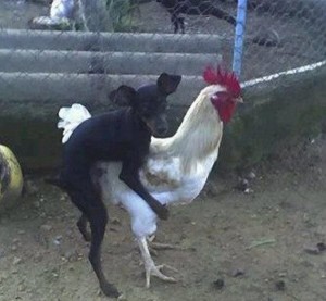 Create meme: white cock, fighting chickens, rooster