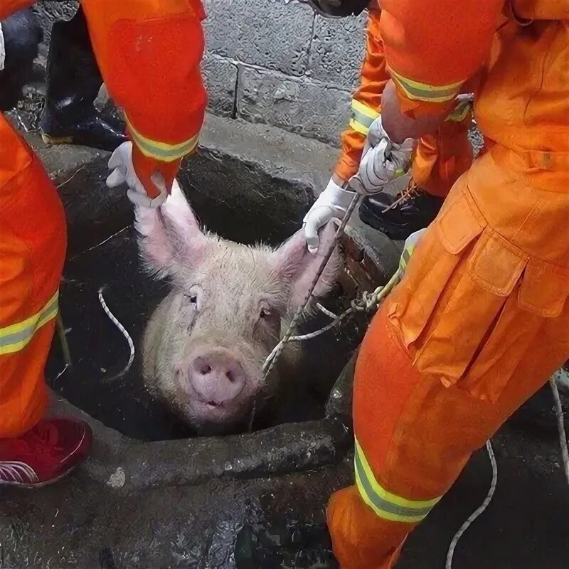 Create meme: pig , saving a pig, pig rescuer