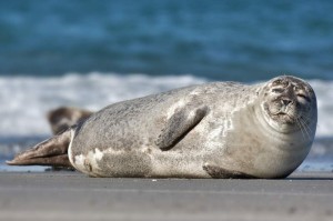 Create meme: the Weddell seal