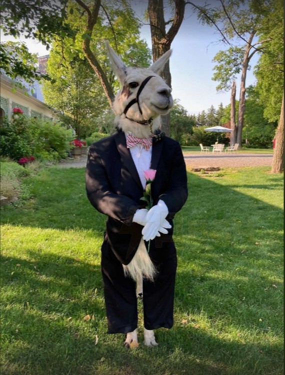 Create meme: A llama in a suit at a wedding, sergal fursuit, pursuit