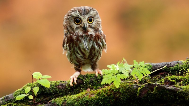 Create meme: owl bird, little owl, owl chick