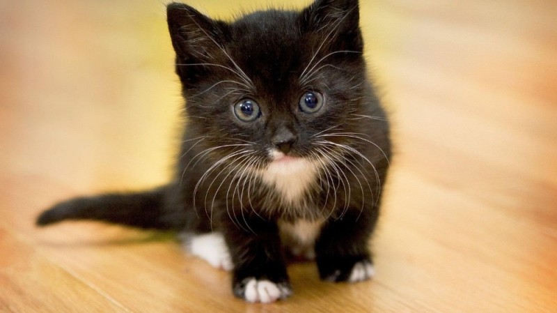 Создать мем: котята, маленький чёрный котёнок, кошки маленькие