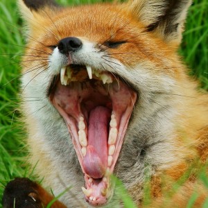 Создать мем: лисица обыкновенная зубы, лиса бешенство, пасть лисы