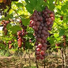 Создать мем: розовый виноград гроздья, виноград сорт изюминка, крымский виноград
