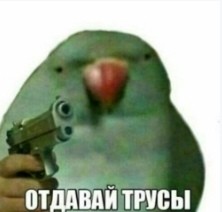 Create meme: meme give briefs parrot figure, memes with parrots, memes parrot with a gun