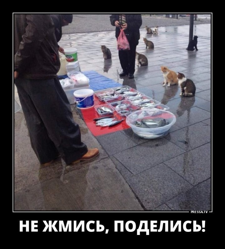 Создать мем: мемы, уличные кошки, продаете рыбов