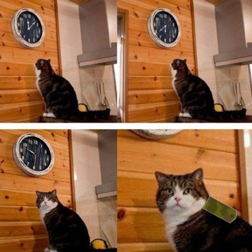 Create meme: cat meme , memes with cats , cat time