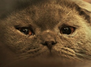 Create meme: üzgün, kucing, sad cat