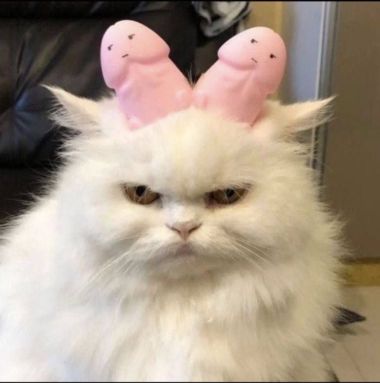 Create meme: the cat is evil, fluffy cat, cat