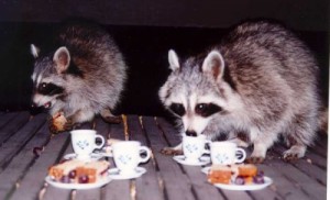 Create meme: raccoon gargle, raccoon, Raccoons drink tea