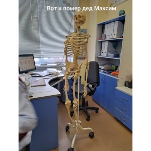 Создать мем: человеческий скелет, скелет в кабинете биологии, жан пьер барраль
