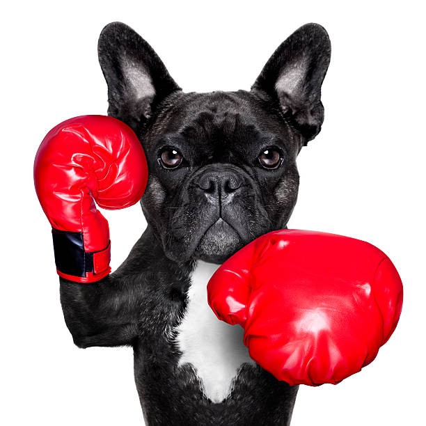 Create meme: boxer French bulldog, a dog with Boxing gloves, boxing dog