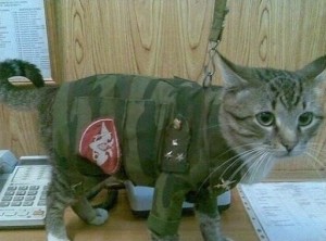 Create meme: cat in uniform