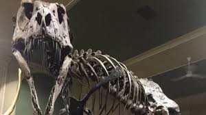 Создать мем: nanotyrannus скелет, музей естествознания в японии, скелет динозавра