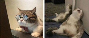 Create meme: cat, cat funny, memes with cats