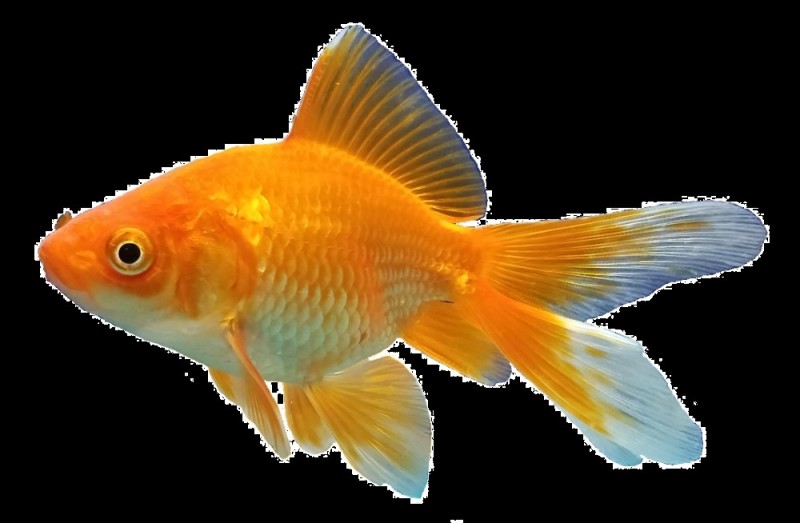 Создать мем: золотая рыбка, вуалехвост на белом фоне, рыбки