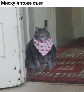Создать мем: толстый кот с платком, кот кот, кот с платком на шее
