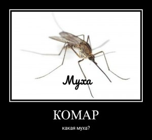 Создать мем: насекомые, mosquito, юмор