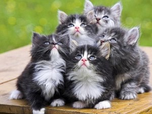 Create meme: kittens are fluffy, cat, kitties