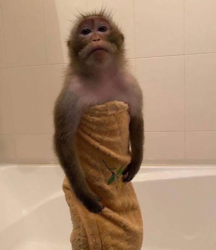 Создать мем: фотографии обезьян, домашние обезьянки, обезьяна обезьяна
