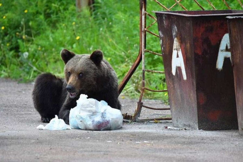 Create meme: brown bear , bear , bear bear