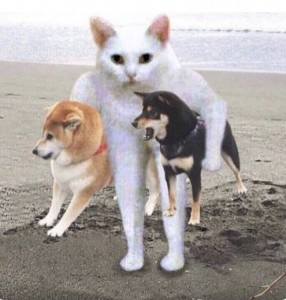 Создать мем: собака акита, сиба ину и кот, акита шиба ину