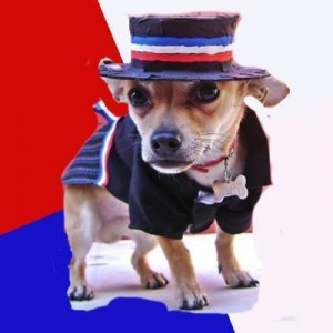 Create meme: perro, Chihuahua, dog