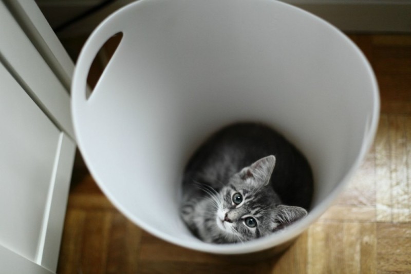 Create meme: cat , british kitten, the cat in the basket