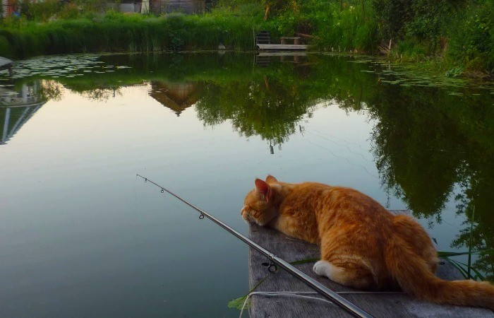 Создать мем: ловись рыбка, кот на рыбалке, кот с рыбой