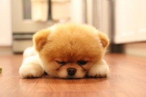Create meme: cute dog, Pomeranian Boo photo, boo