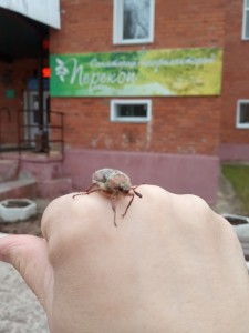 Create meme: beetle, may-bug on a hand, may beetles