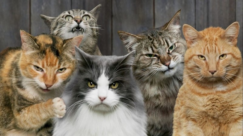Создать мем: трио кошек, кот, смешные мартовские коты