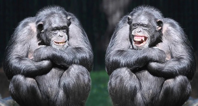 Create meme: two monkeys, chimpanzee, chimpanzees are funny