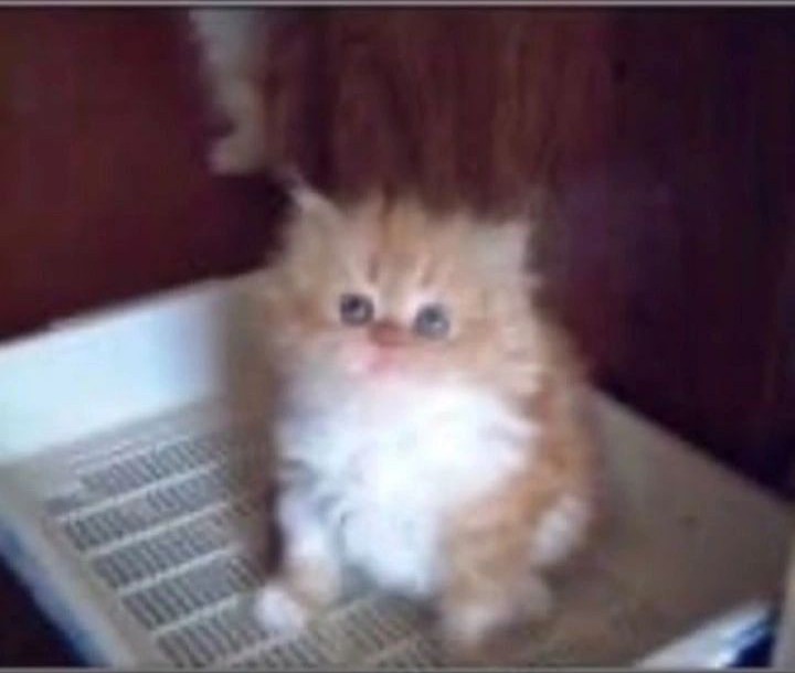 Create meme: little red kitten meme, cute cats funny, Persian kittens 