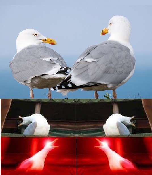 Create meme: birds , the screaming seagull, seagulls