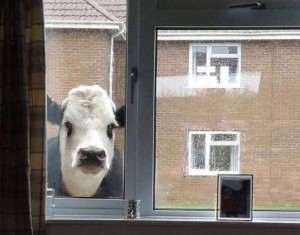Create meme: funny pictures of animals, funny animals, looking out the window