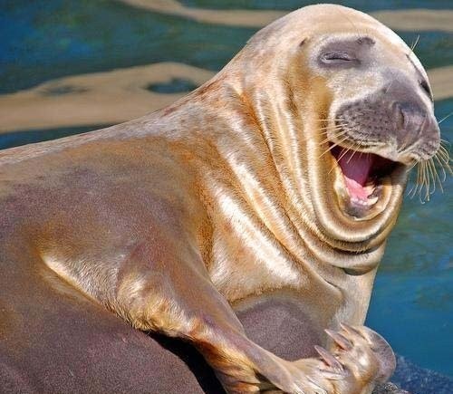 Create meme: walrus , funny walrus, walruses seals seals