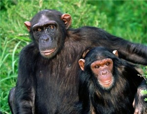 Создать мем: шимпанзе угрожает, chimpanzee, карликовый шимпанзе