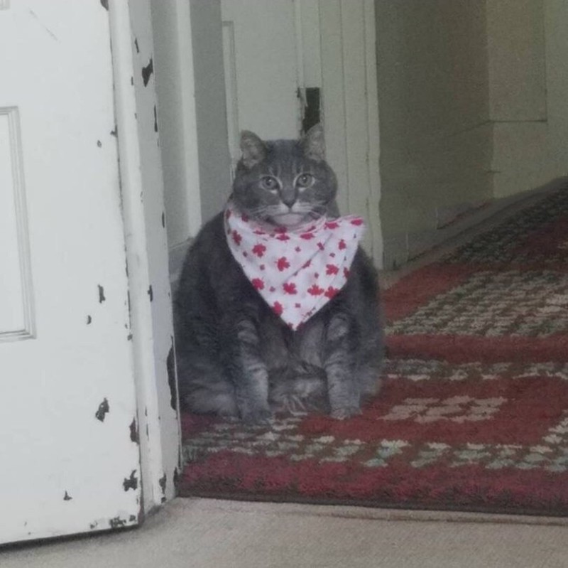 Create meme: cat, a fat cat in a bib, cat 