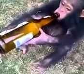 Create meme: monkey with a bottle, monkey with beer, monkey drinks beer