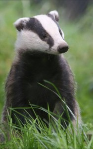 Create meme: wildlife, badger fat, badger